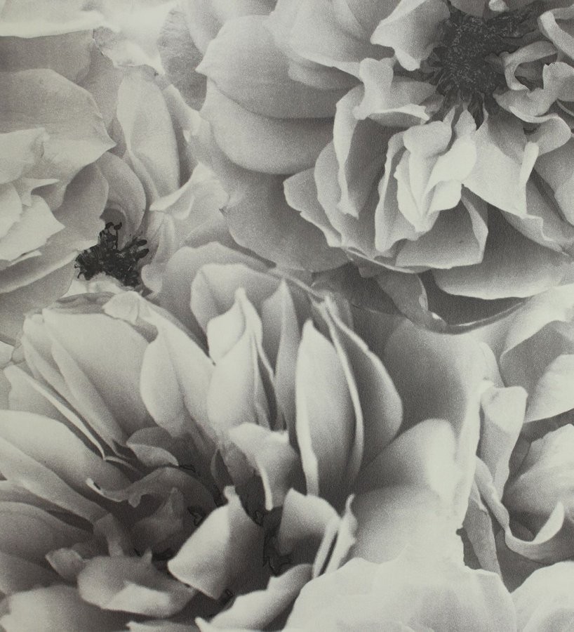 Papel pintado de flores Flores grises fondo negro - TenVinilo